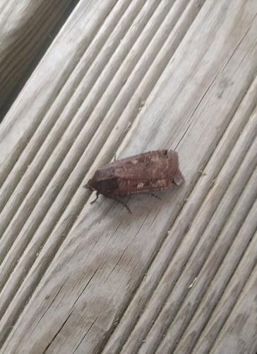 Noctua pronuba